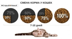 Obezita u koček: jak se vyrovnat s problémem